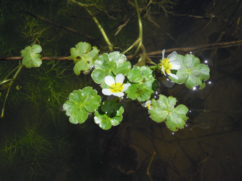 Ranunculus peltatus / Ranuncolo peltato